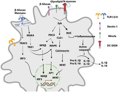 Modulatory immune responses in fungal infection associated with organ transplant - advancements, management, and challenges